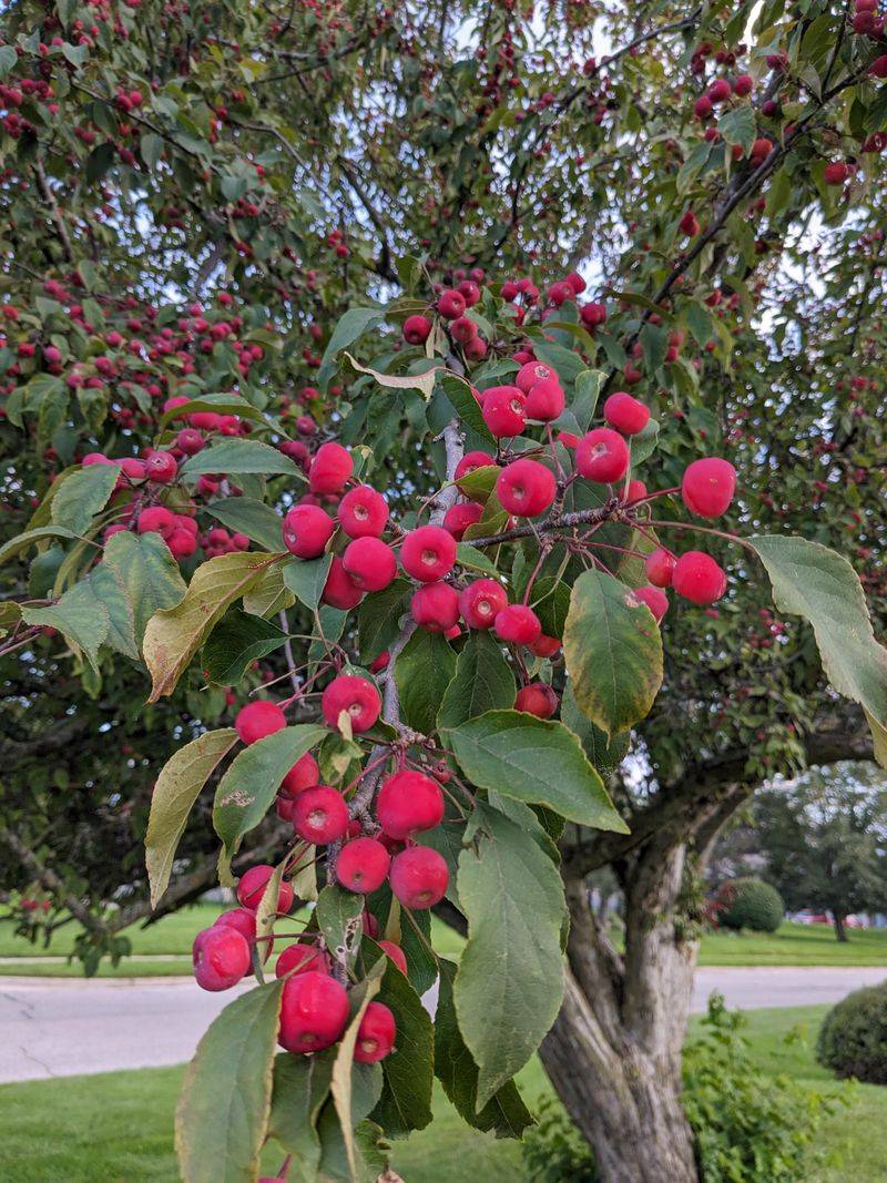 Crabapple