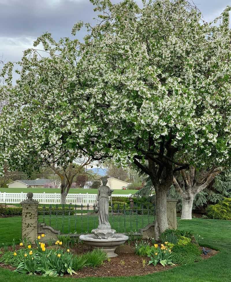 Crabapple Tree