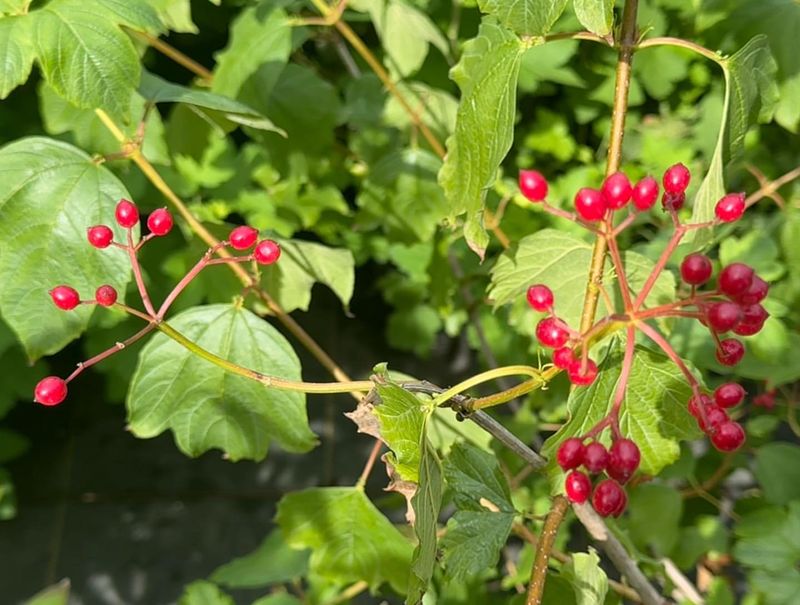 Cranberry Bush