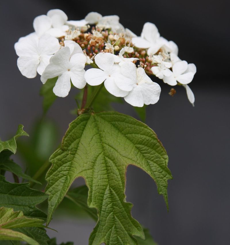 Cranberrybush Viburnum