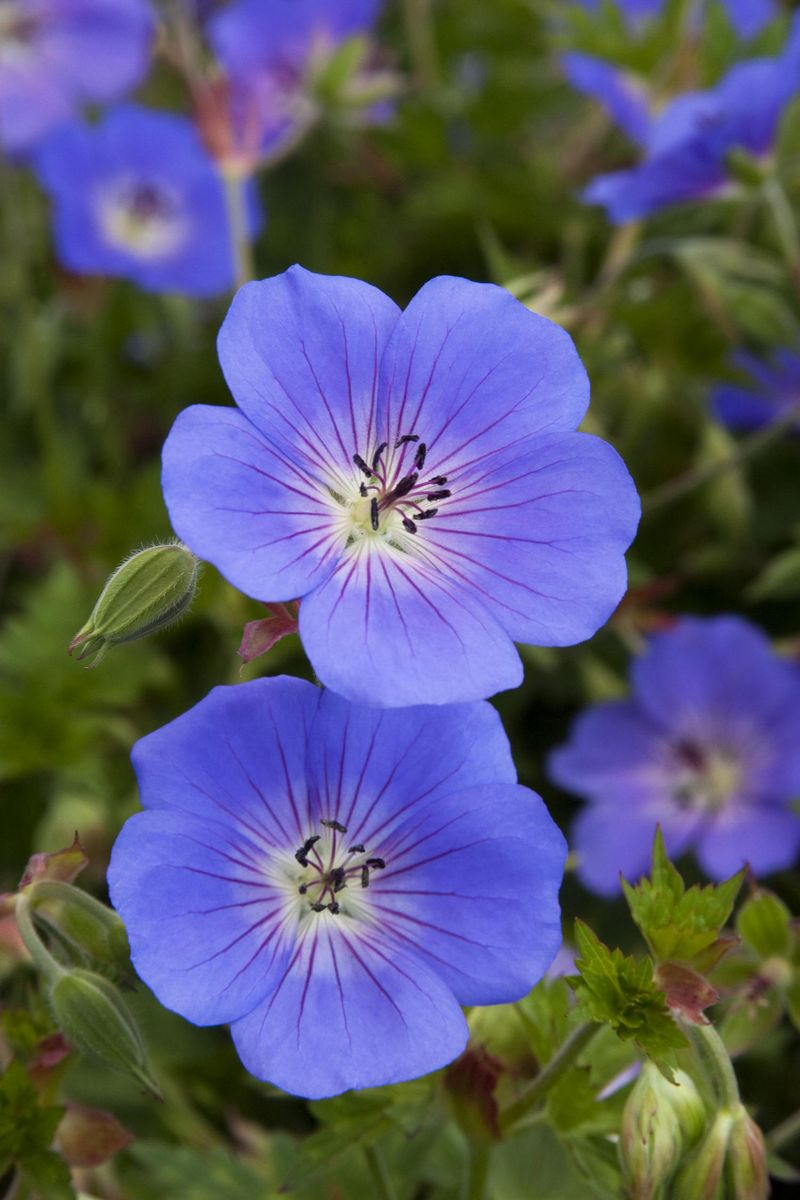 Cranesbill Geranium