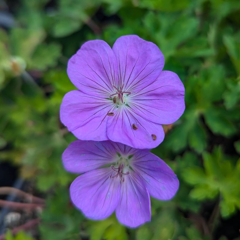 Cranesbill