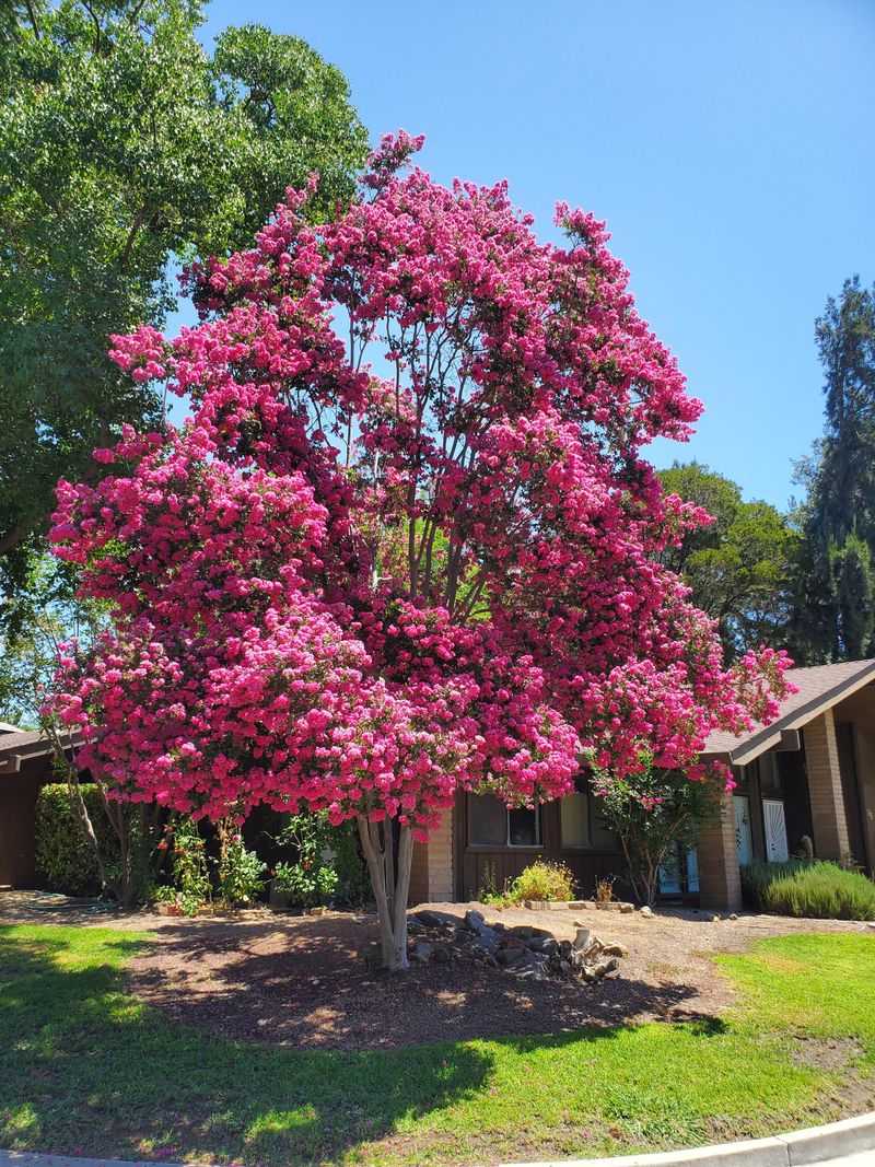 Crape Myrtle