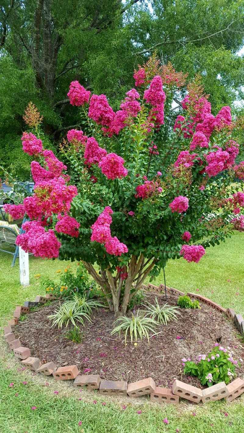 Crape Myrtle