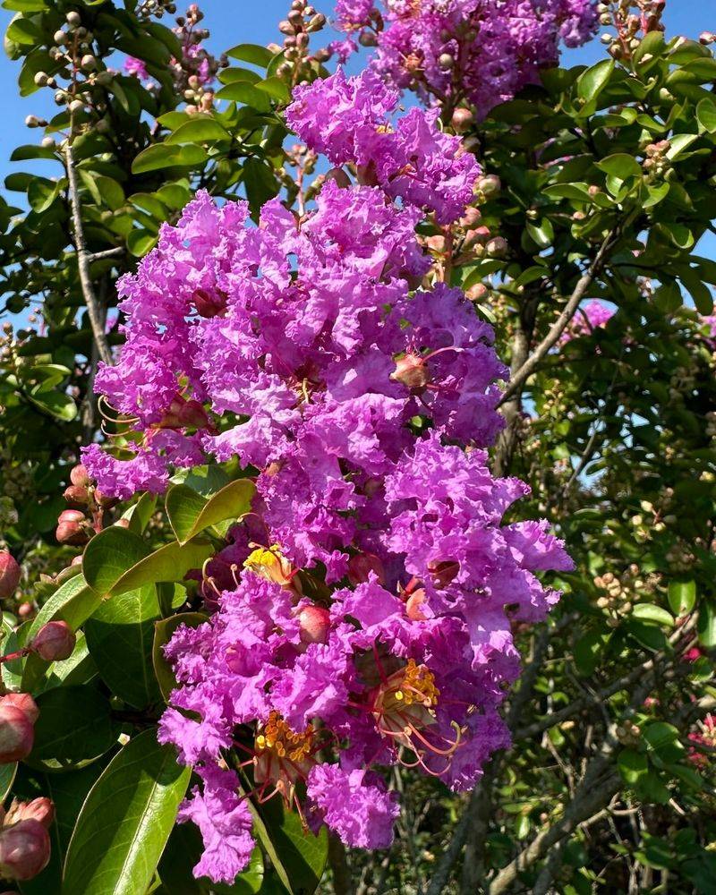 Crape Myrtle