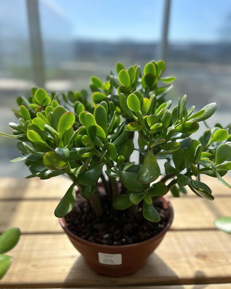 Crassula Ovata