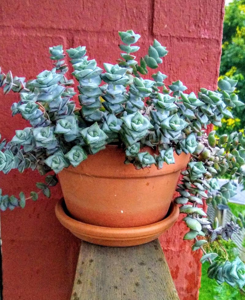 Crassula Perforata