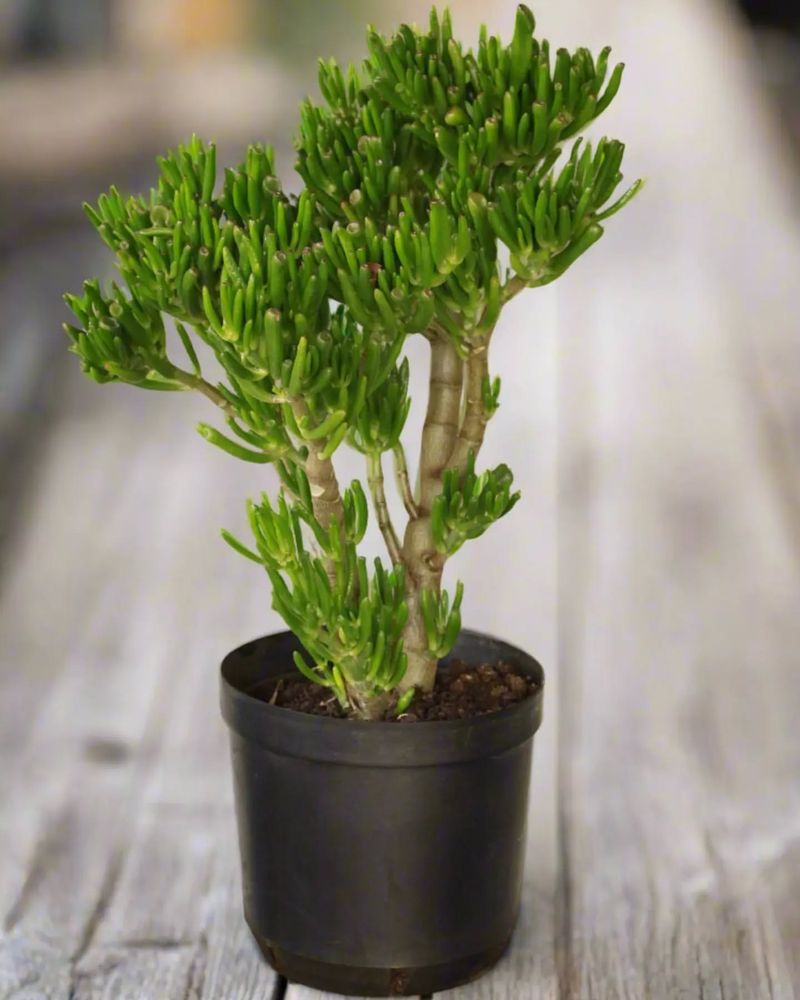 Crassula ovata 'Gollum'