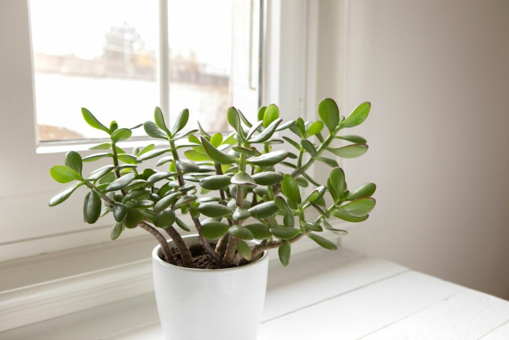 Crassula ovata, jade plant close-up