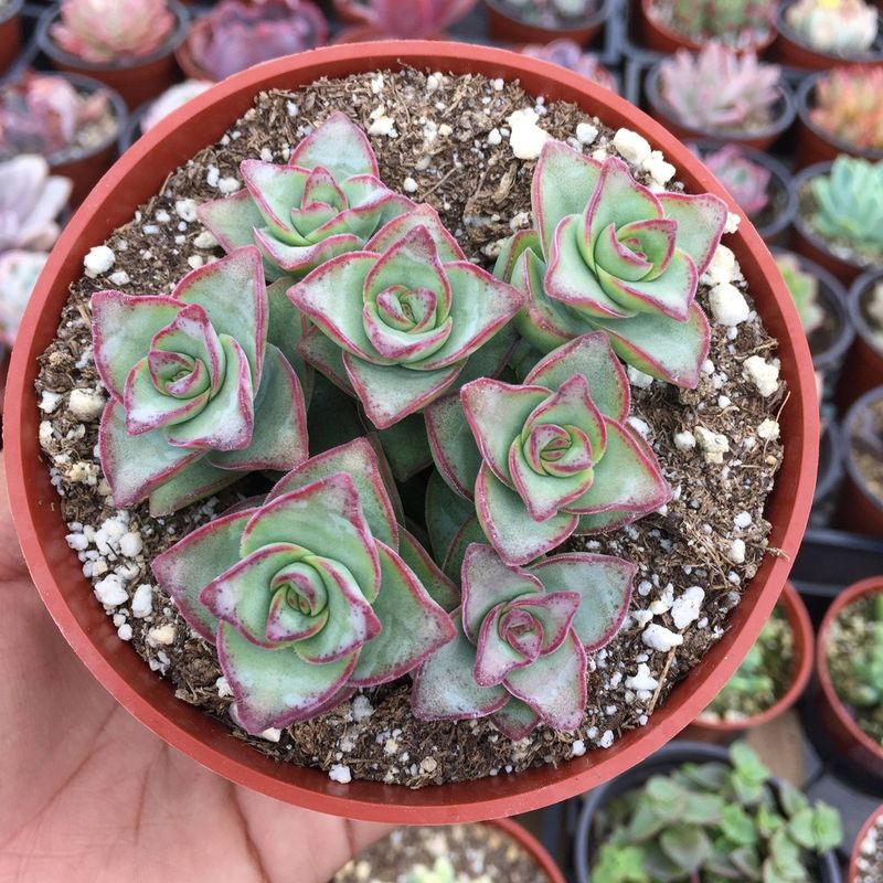 Crassula perforata