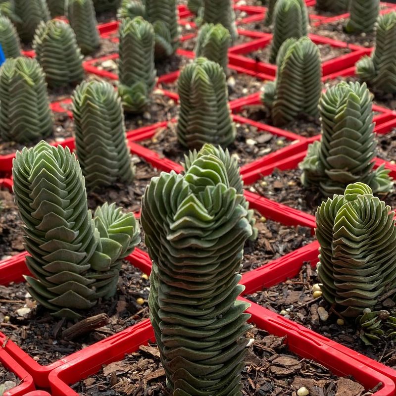 Crassula 'Buddha's Temple'