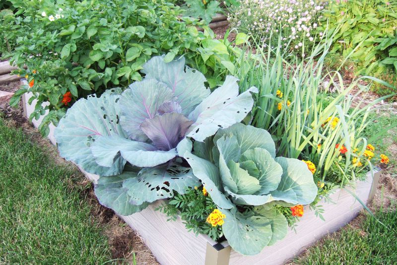 Create a Companion Planting Plan