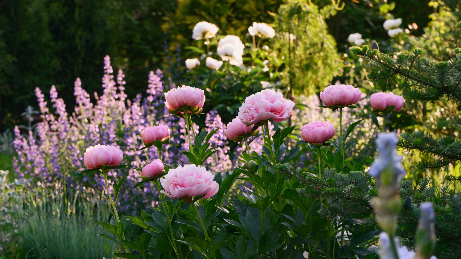 perennial flowers in summer - catmint (nepeta) and peony blooming together