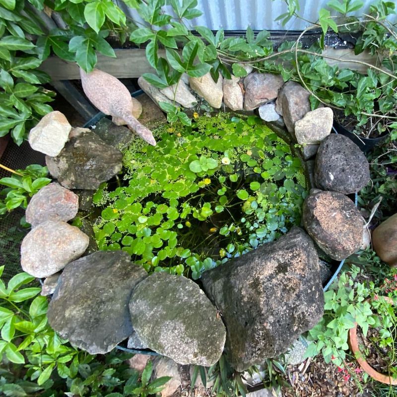 Create a Nature Pond