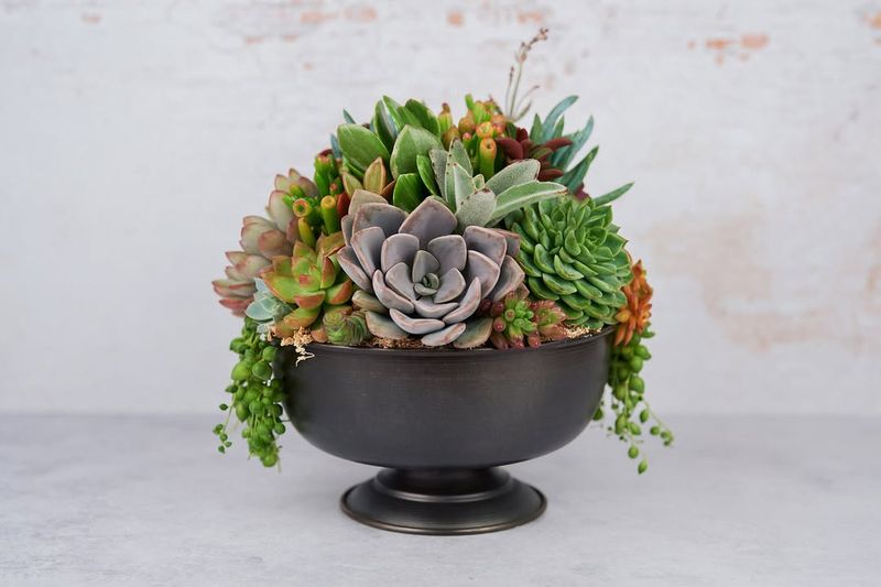 Create a Succulent Arrangement