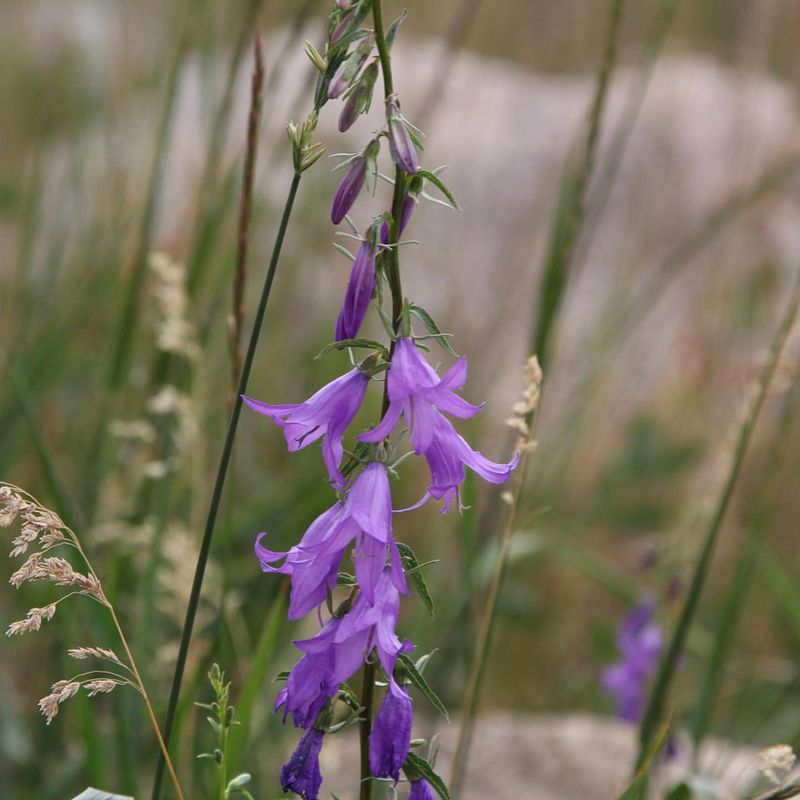 Creeping Bellflower