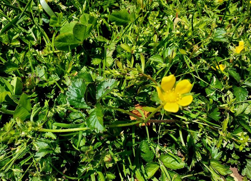 Creeping Buttercup