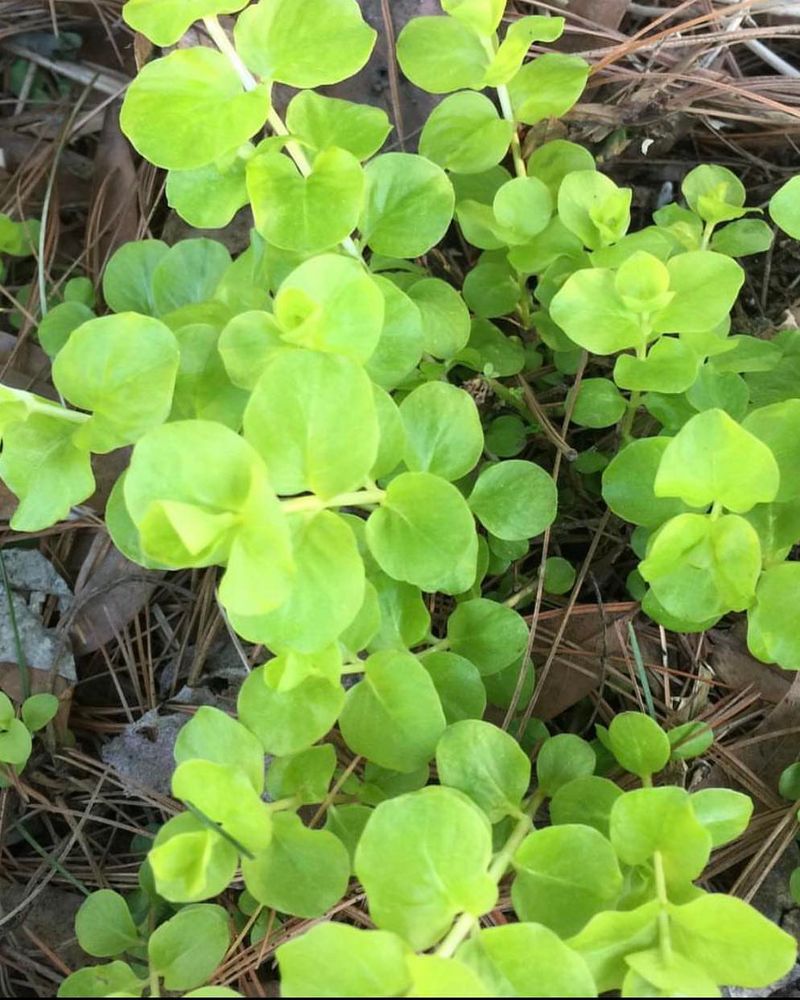 Creeping Jenny