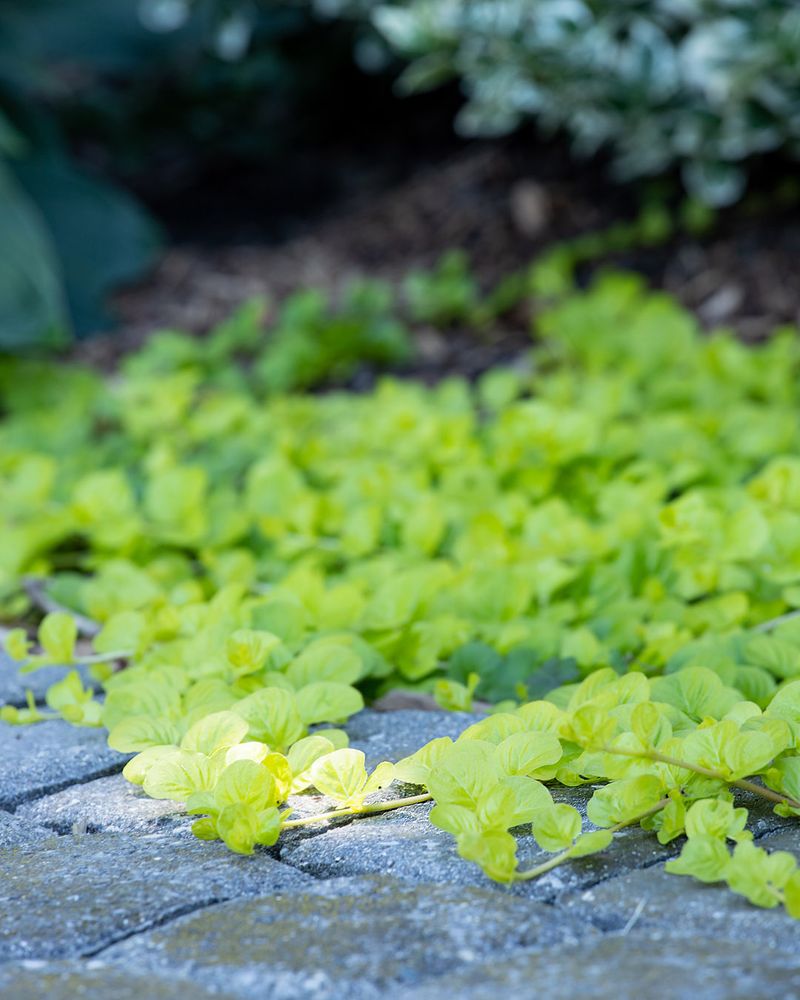 Creeping Jenny