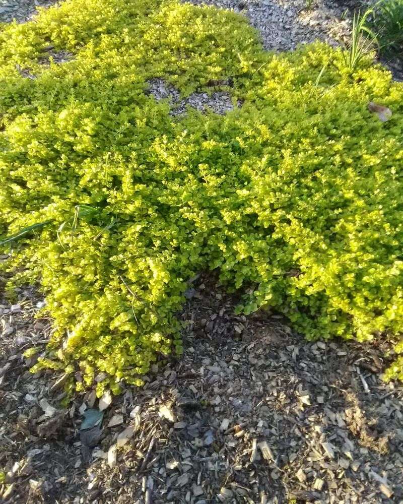 Creeping Jenny