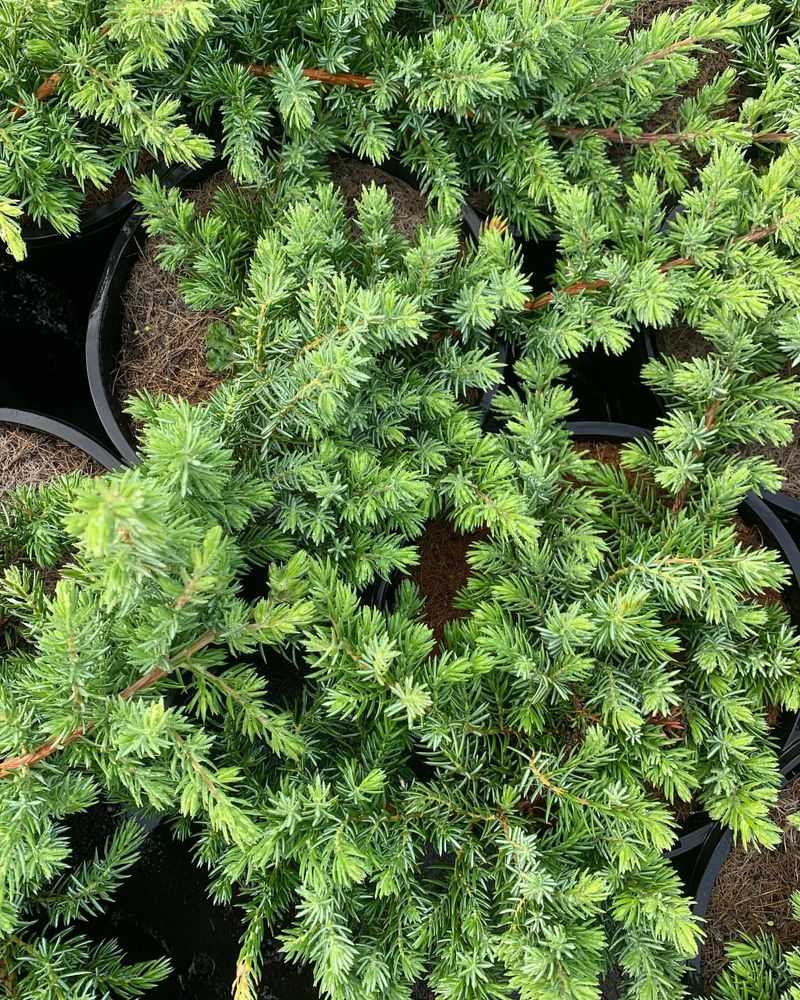 Creeping Juniper