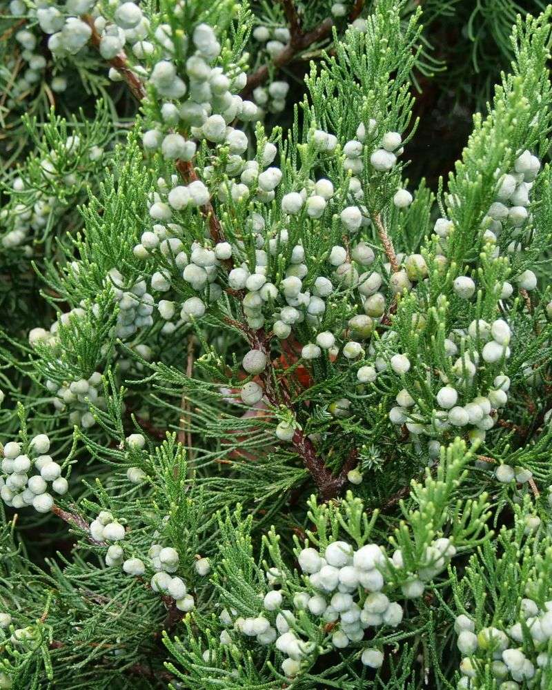 Creeping Juniper