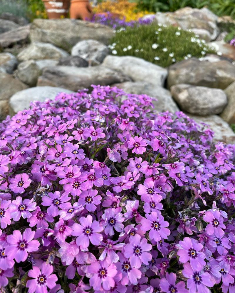 Creeping Phlox