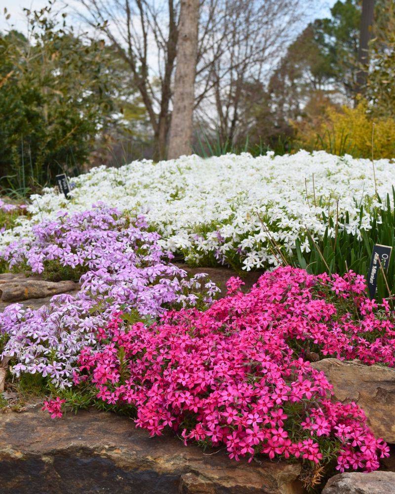 Creeping Phlox