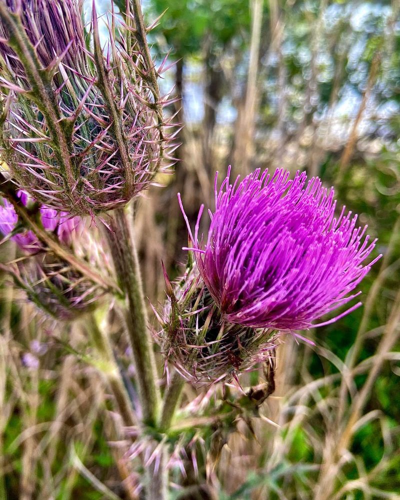 33 Amazing Thistle Plants And How To Tell Them Apart