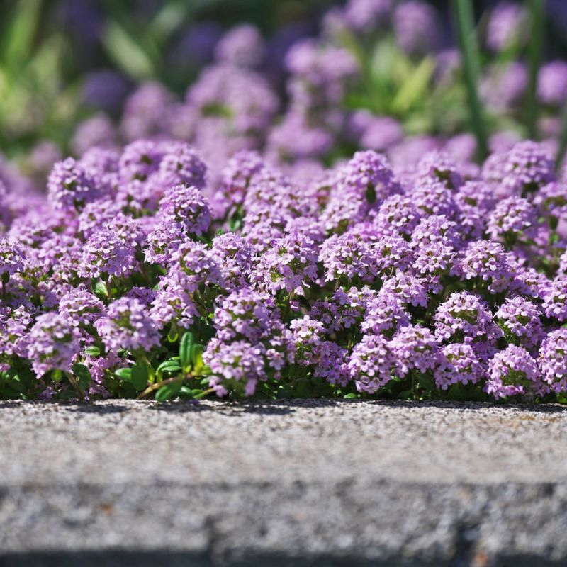 Creeping Thyme