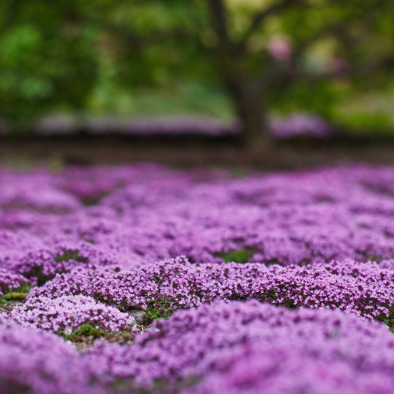 Creeping Thyme