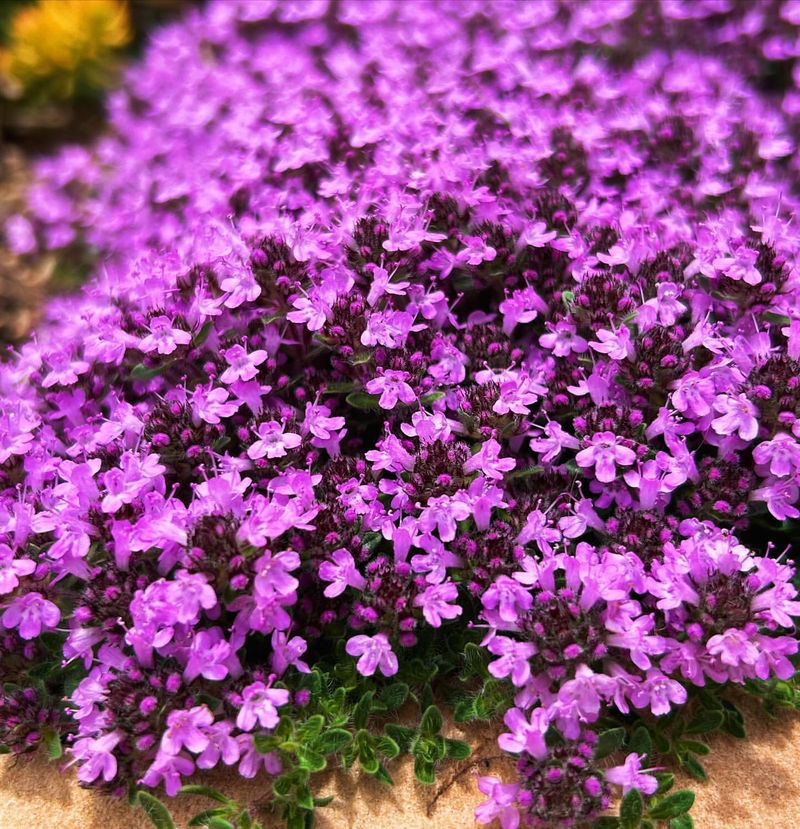 Creeping Thyme