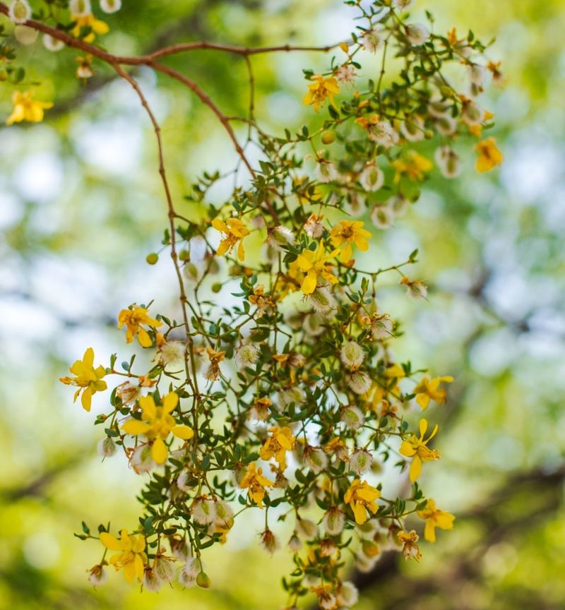 Creosote Bush