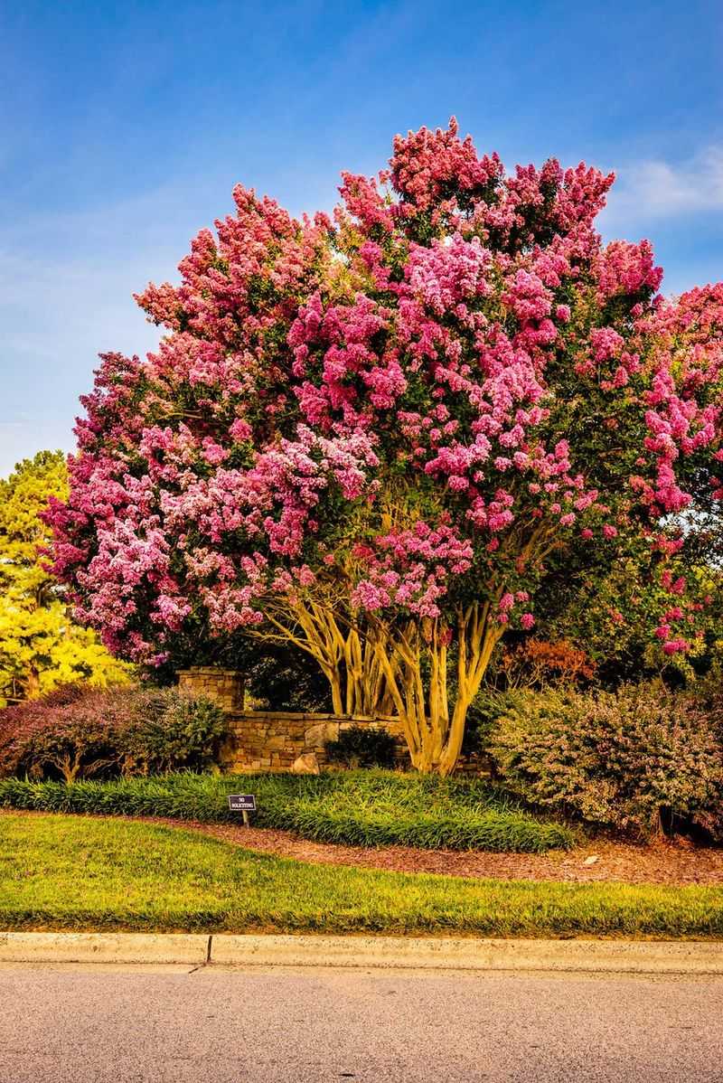 Crepe Myrtle