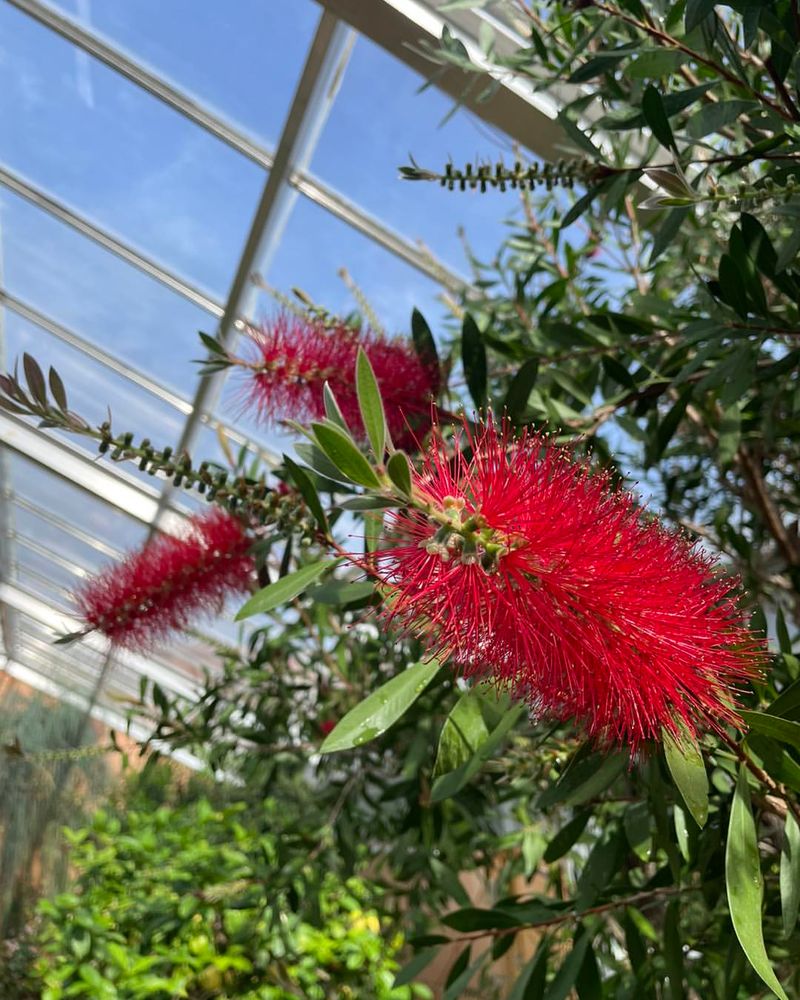 Crimson Bottlebrush