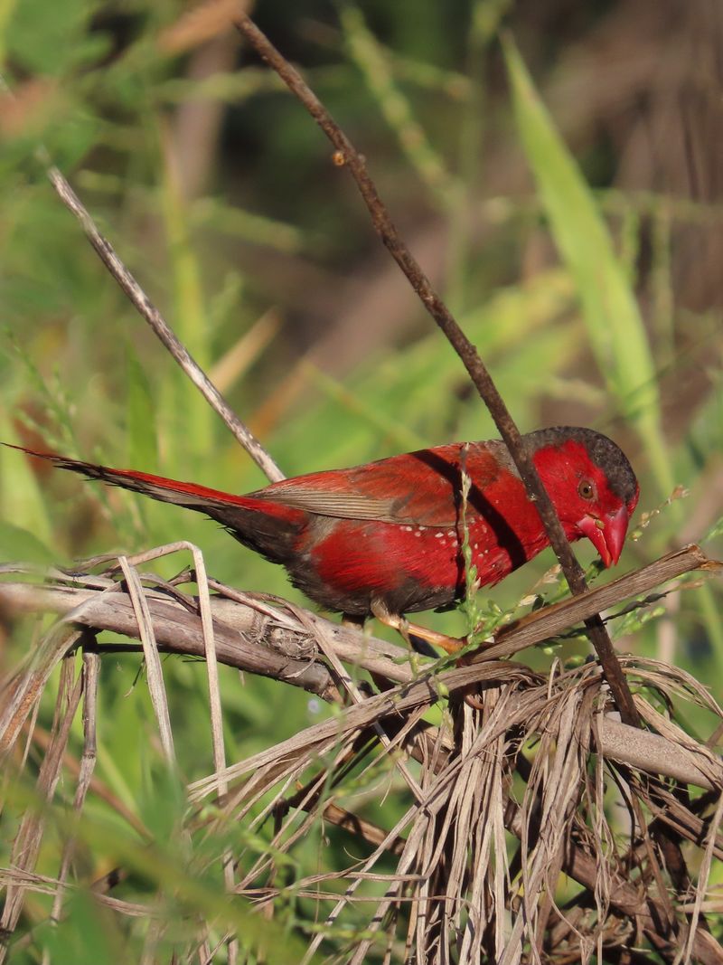 Crimson Finch