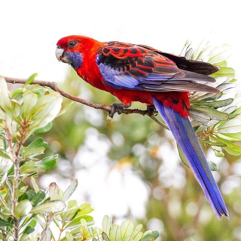 Crimson Rosella