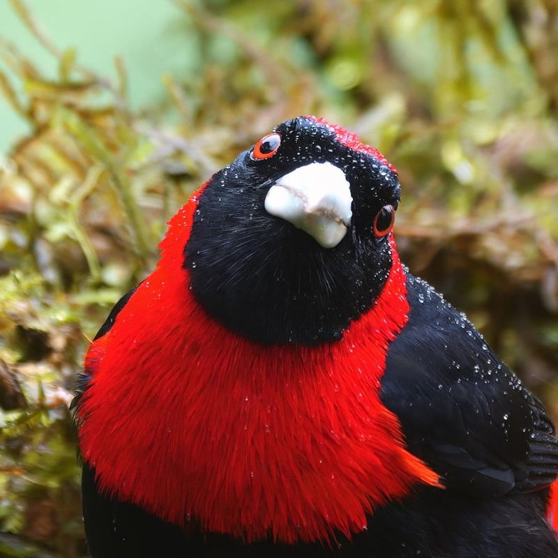 Crimson-collared Tanager