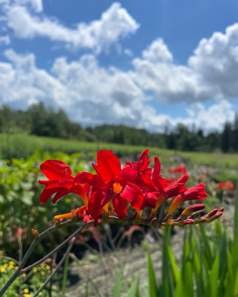 Crocosmia