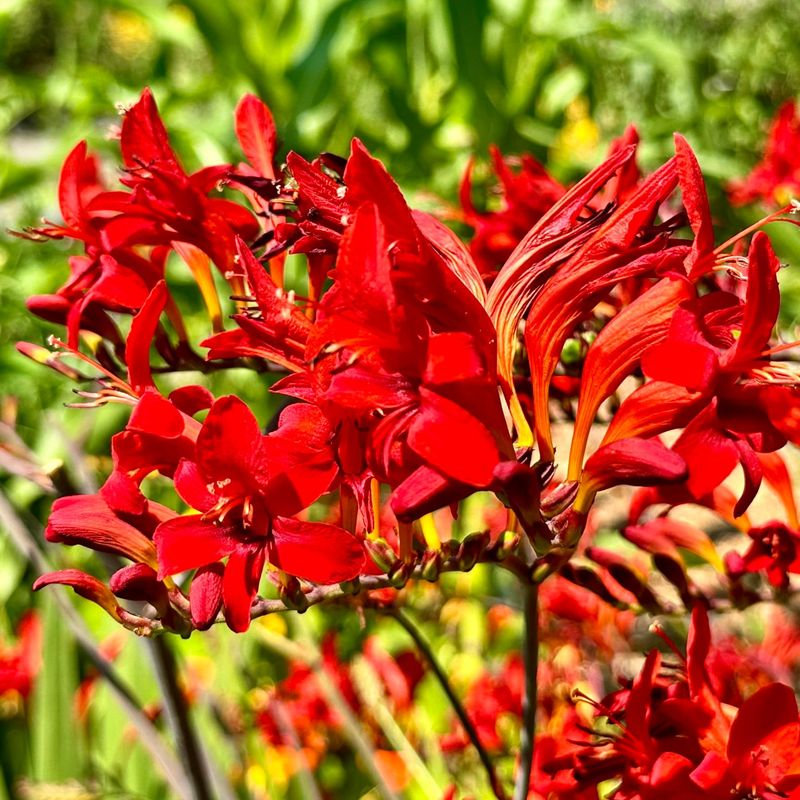 Crocosmia