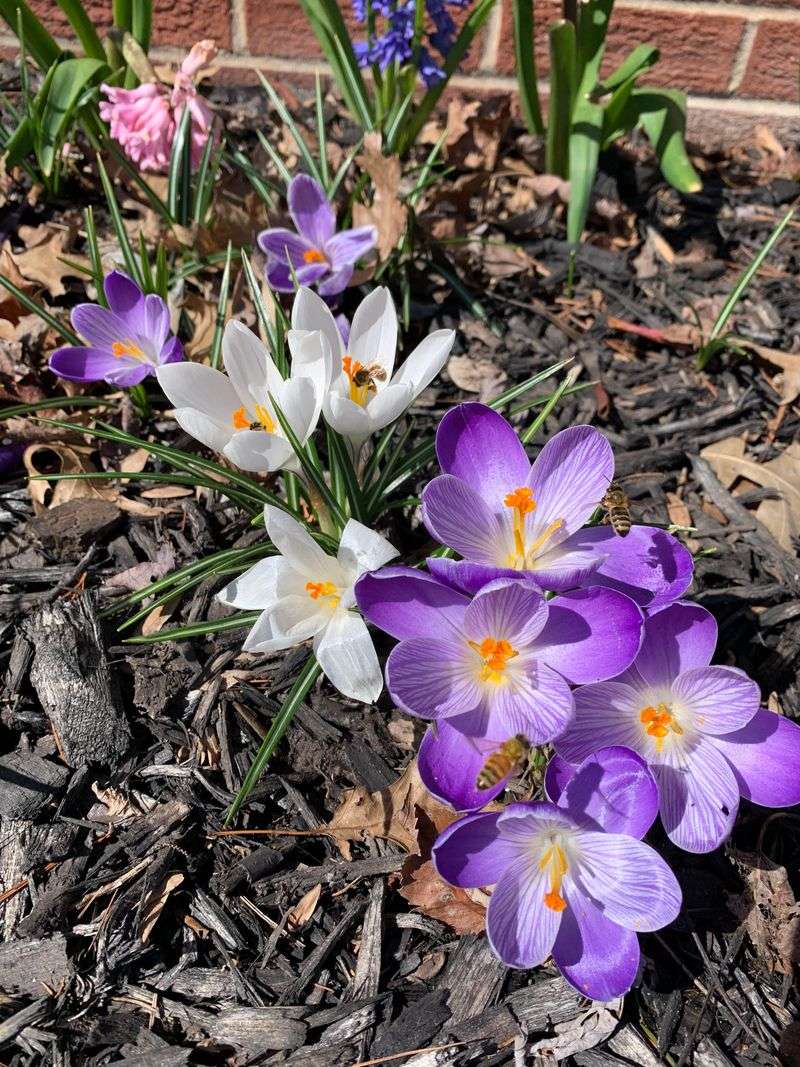 Crocus