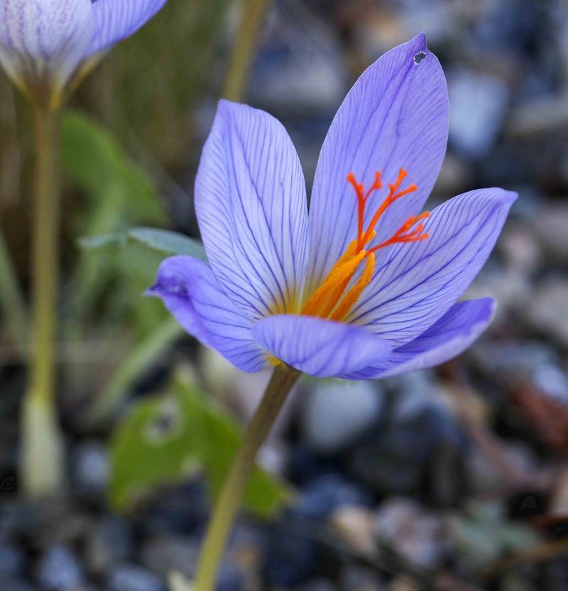 Crocus