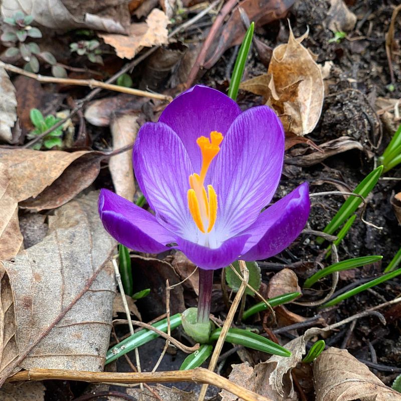 Crocus