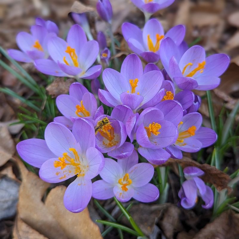 Crocus