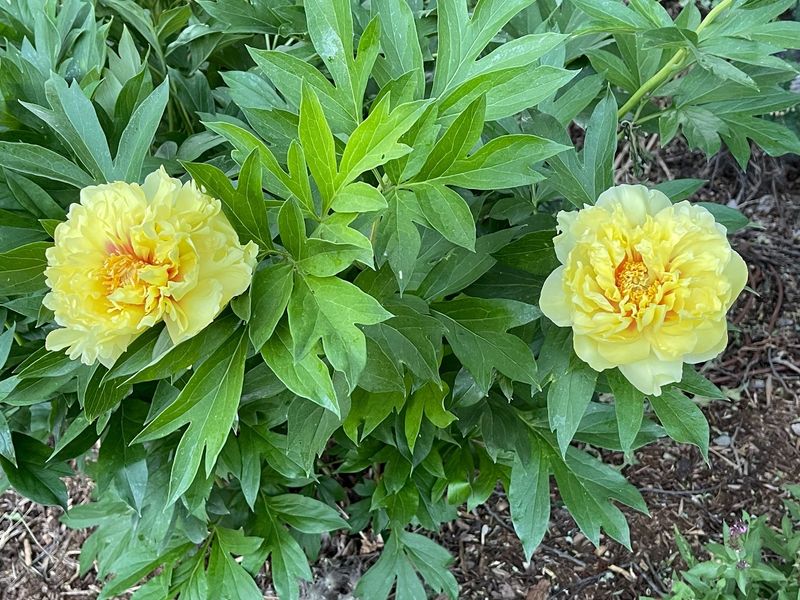 Crowded Planting