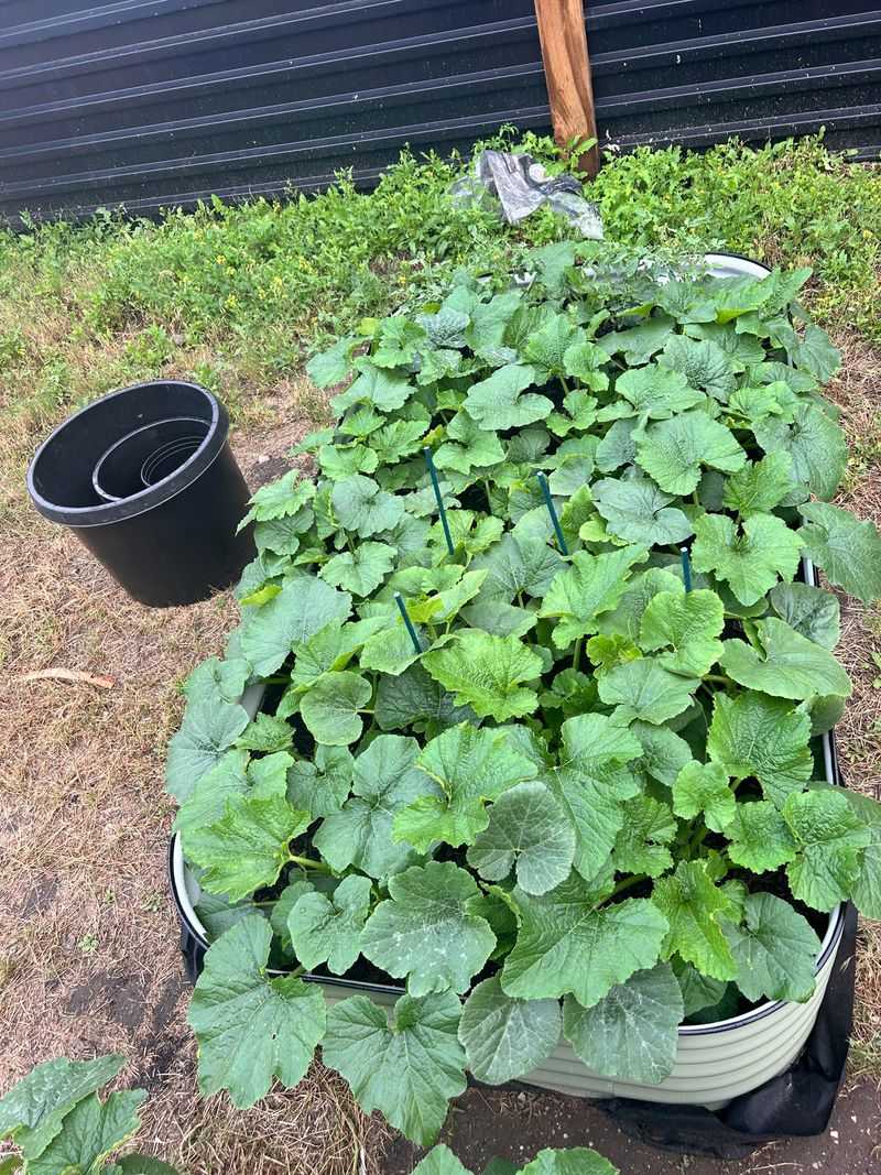 Crowding Plants