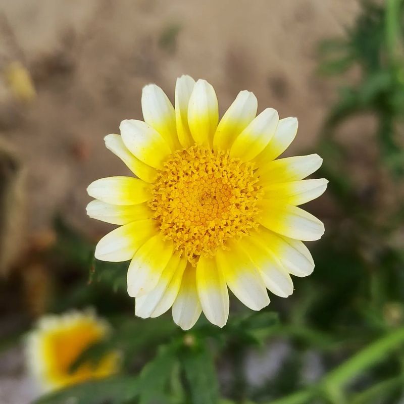 Crown Daisy