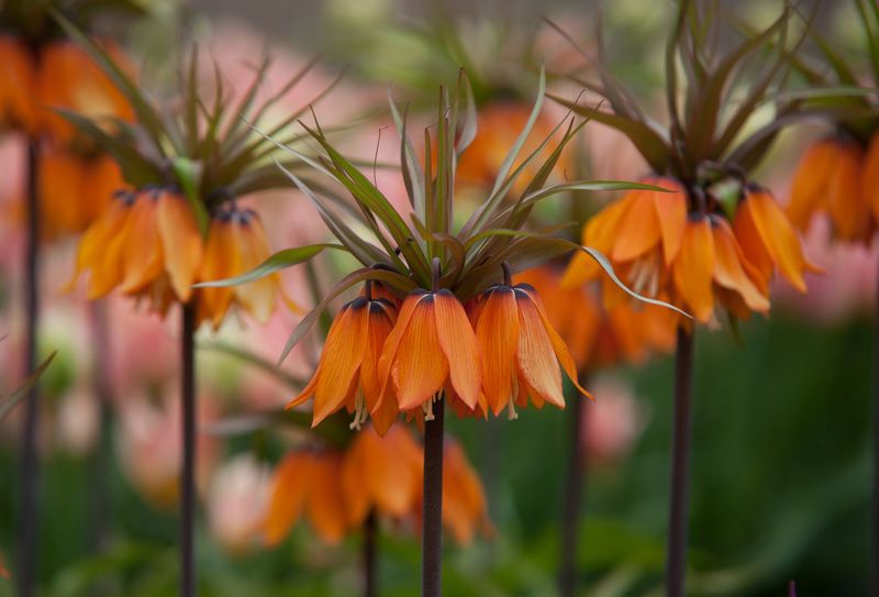 Crown Imperial