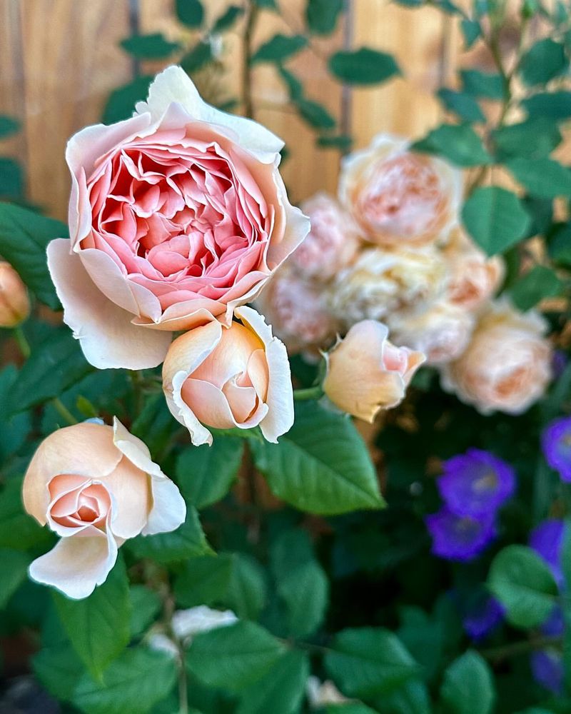 Crown Princess Margareta Rose