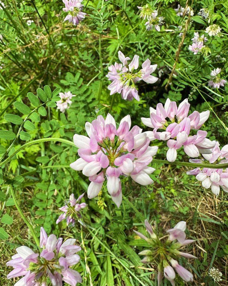 Crown Vetch